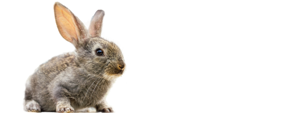 Finden Sie unseren Osterhasen! Ostergewinnspiel der ABF-Apotheke